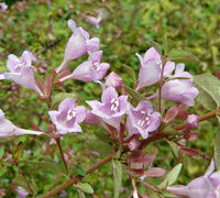 Abelia schumannii Rehder – Photo: Andrea Moro 2008, Dryades TSB59035.jpg