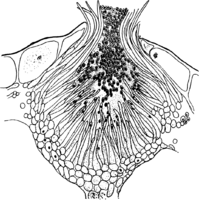 Endophyllum sempervivi (A. et S.) de By. auf Sempervivum tectorum L. Abb1070 (Gäumann 1959, Rostpilze Mitteleuropas).png