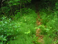 Equisetum pratense JuliaKruse.jpg