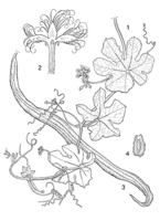 Linedrawing Trichosanthes cucumerina.gif