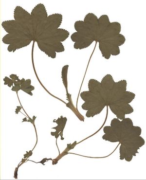 Alchemilla xanthochlora2 Herbar.jpg