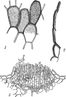 Chrysomyca rhododendri (DC.) de By. Abb0081 (Gäumann 1959, Rostpilze Mitteleuropas).png