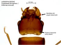 Cryptolestes ferrugineus PaDIL135832h.jpg