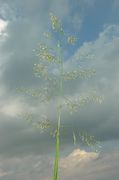 Deschampsia cespitosa (L.) P. Beauv. subsp. cespitosa (photo Andrea Moro 2006)