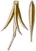 Triglochin palustris Sturm fruit.png