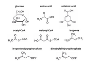 Abb1.26 CHEM fungi molecules 2022 (M. Piepenbring).png