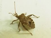Acanthocoris sordidus Flickr1.jpg
