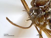 Aedes polynesiensis PaDIL140525c.jpg