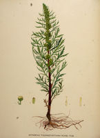 Artemisia tournefortiana.jpg