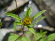 Bidens frondosa fleur.JPG