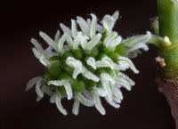 Black Mulberry Female Flowers.jpg