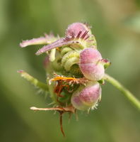 Calendula arvensis fruit (12).jpg