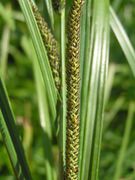 Carex acuta2.JPG