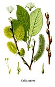 Cleaned-Illustration Salix caprea.jpg