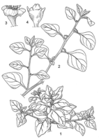 Linedrawing Tetragonia tetragonioides.gif