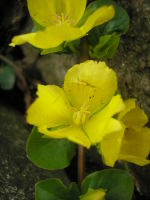 Lysimachia nummularia JuliaKruse 2.jpg