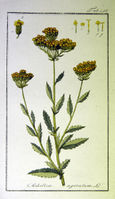 Achillea ageratum.jpg