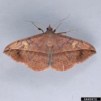 Anticarsia gemmatalis IPM5460672.jpg