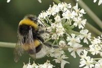 Bombus.lucorum.-.lindsey.jpg