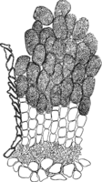 Coleosporium senecionis (Pers.) Fr. Abb0109 (Gäumann 1959, Rostpilze Mitteleuropas).png
