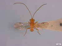 Diachasmimorpha longicaudata PaDIL136385a.jpg