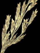 Spikelets of Puccinellia distans (Jacq.) Parl. (×4,5; photo Andrea Moro 2005)