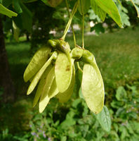 Acer hyrcanum Fisch. & C.A.Mey. – Photo: Andrea Moro 2008, Dryades TSB53302.jpg