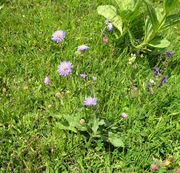 Habitat of Knautia arvensis (L.) Coult. (photo Andrea Moro 2009)