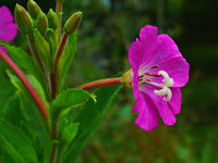 Epilobium hirsutum 003.JPG