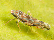 Erythroneura vulnerata BugGuide352027.jpg