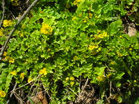 Lysimachia nummularia JuliaKruse.jpg