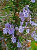 Rosmarinus officinalis 0003.JPG