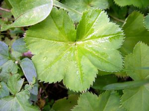 Alchemilla acutiloba leaf (10).jpg