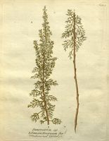 Artemisia abrotanum.jpg