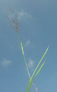 Spike of Deschampsia cespitosa (L.) P. Beauv. subsp. cespitosa (photo Andrea Moro 2006)