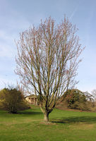 Acer rubrum L. – Photo: Andrea Moro 2009, Dryades TSB62503.jpg