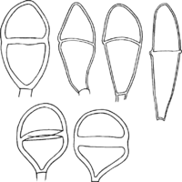 Gymnosporangium confusum Plowr. Abb1007a (Gäumann 1959, Rostpilze Mitteleuropas).png