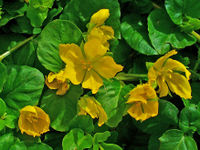 Lysimachia nummularia 002.JPG