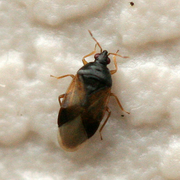 Orius vicinus BugGuide182665-780415.png