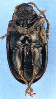 Phyllotreta striolata2.jpg