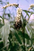 <i>Sphacelotheca</i> cf. <i>koordersiana</i> on <i>Polygonum acuminatum</i>