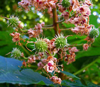 2008-06-01Aesculus hippocastanum5220.jpg