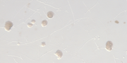 2008M-047 01 DL 15d SNA 25x.png