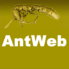 Antweb wp.png