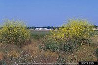 Brassica nigra IPM5374655.jpg