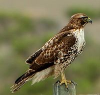 Buteo jamaicensis 2.jpg