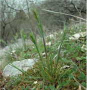 Poa bulbosa L.