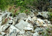 Habitat of Poa bulbosa L. subsp. bulbosa