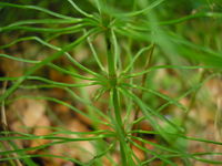 Equisetum pratense JuliaKruse 4.jpg