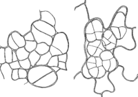 Hyalopsora Aspidiotus (Pk.) Magn. Abb0024a (Gäumann 1959, Rostpilze Mitteleuropas).png